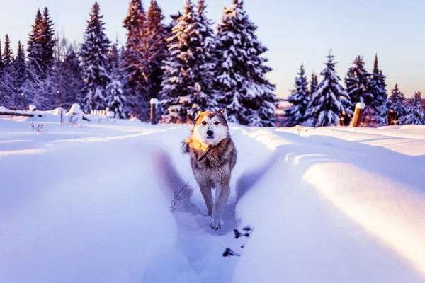 Cão Neve Luz Não Brilhante — Fotografia de Stock