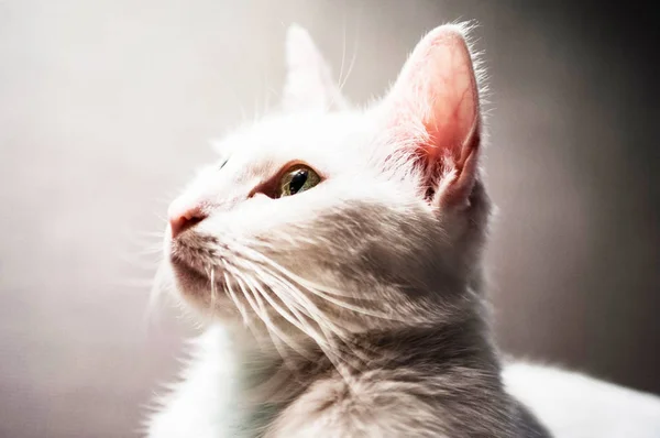 cat with green eyes in fading light