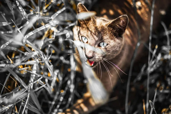 色あせた光の中の猫の肖像 — ストック写真