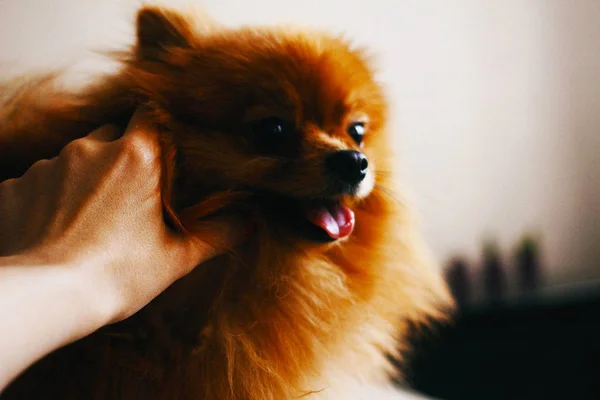 Cane Con Striscione Alla Luce Dello Sbiadimento — Foto Stock