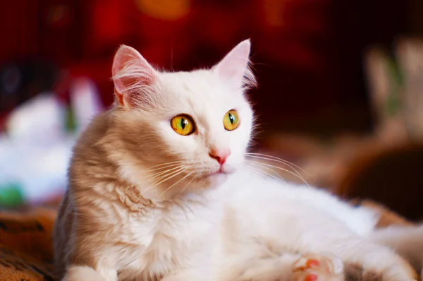 Gato Com Olhos Desvanecimento Luz — Fotografia de Stock
