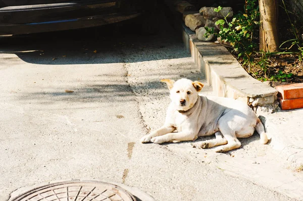 Perro Gato Luz Decolorante — Foto de Stock