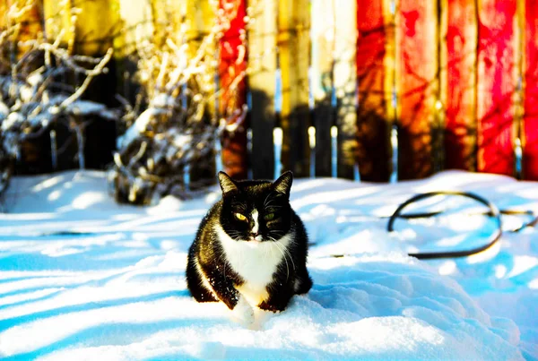 Gato Blanca Nieve Muy Brillante Luz — Foto de Stock