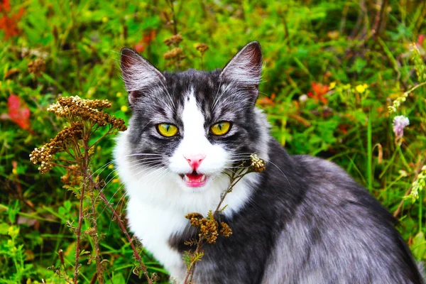 Gato Con Ojos Verdes Luz Muy Brillante — Foto de Stock