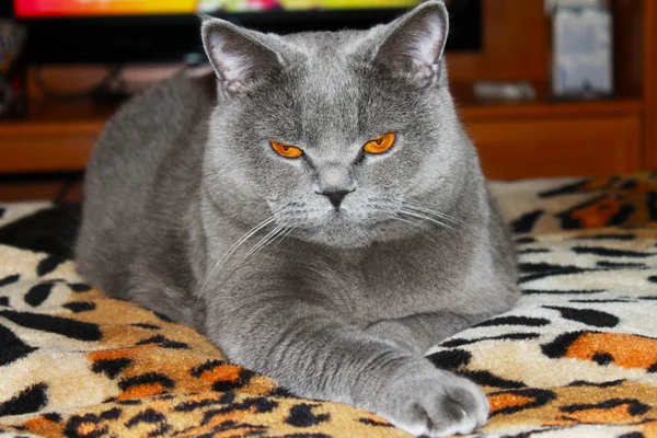 Кошка Глазами Ярком Свете — стоковое фото
