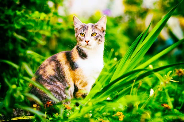 色あせた光の中で草の上の猫 — ストック写真