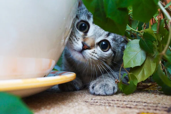 Junge Frau Mit Einer Katze Verblassenden Licht — Stockfoto