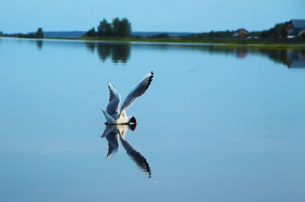 Pelikaner Flykt Starkt Ljus — Stockfoto