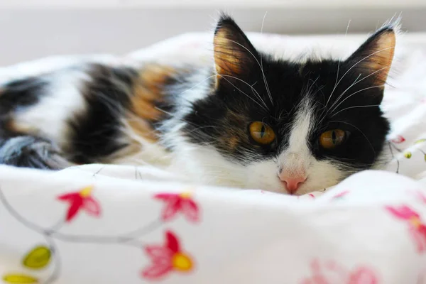 Çok Parlak Olmayan Işık Gözleri Ile Kedi — Stok fotoğraf