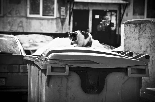 cat sits on a garbage can in black and white