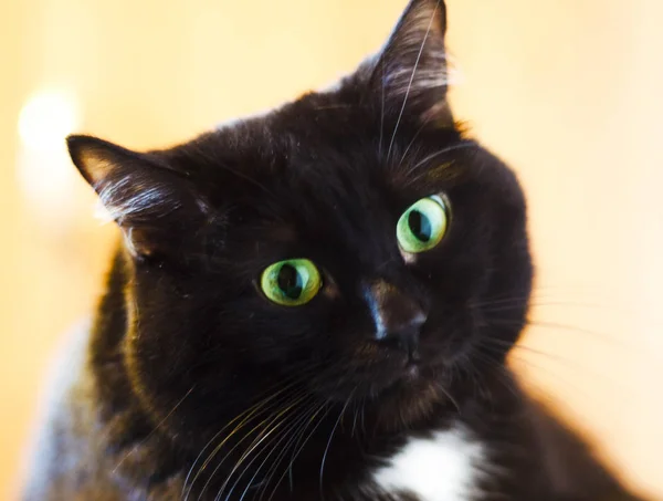 Çok Parlak Olmayan Işıkta Bir Kedi Portresi — Stok fotoğraf