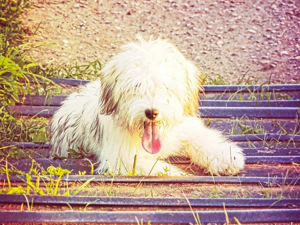 明るい光の中の草の中の犬 — ストック写真