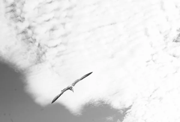 Gaviota Volando Cielo Luz Desvanecida — Foto de Stock