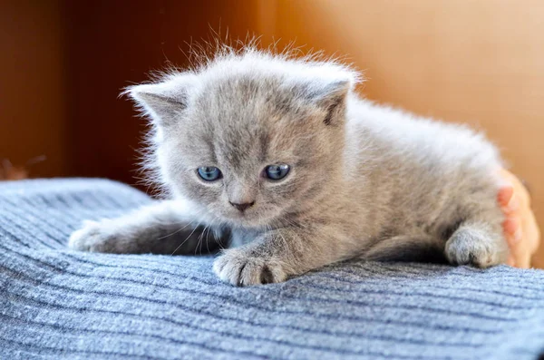 Solan Bir Işık Beyaz Bir Arka Plan Üzerinde Kedi Yavrusu — Stok fotoğraf