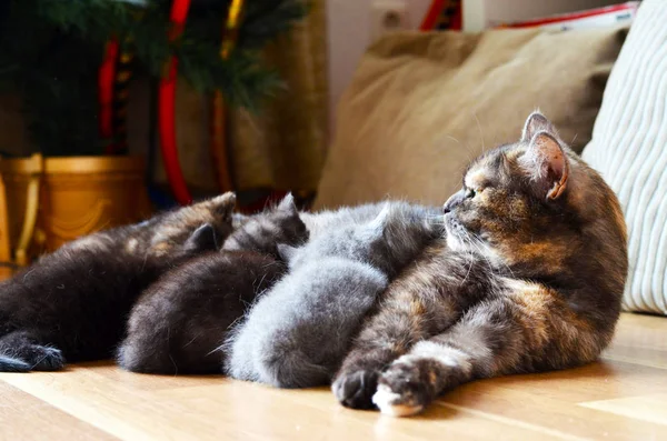 Soluk Işıkta Yatakta Uyuyan Kedi — Stok fotoğraf