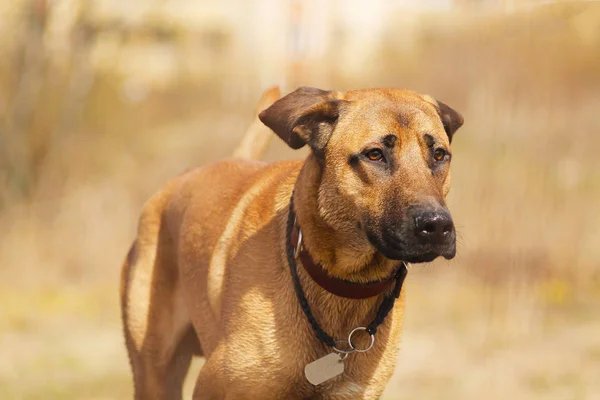 あまり明るい光の中の犬の肖像画 — ストック写真