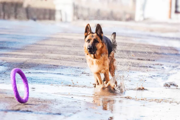 Anjing Pantai Tidak Terlalu Terang — Stok Foto