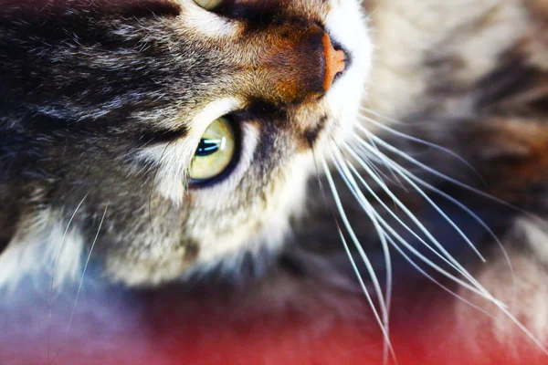 Retrato Gato Luz Decolorante —  Fotos de Stock