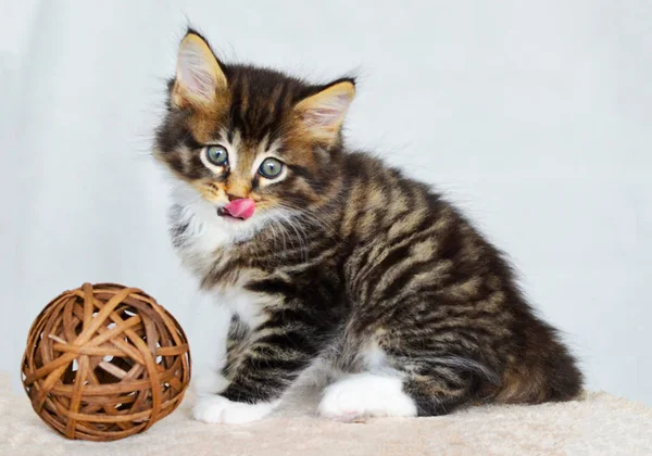 Sevimli Küçük Renkli Kedi Yavrusu Dudaklarını Yalıyor — Stok fotoğraf