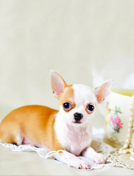 Pequeño Perro Chihuahua Encuentra Una Cama Blanca —  Fotos de Stock