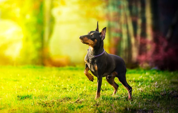 Pies Trawie Wyblakłe Światło Obraz Stockowy