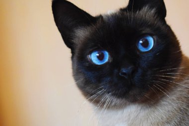 solan bir ışık mavi gözlü kedi