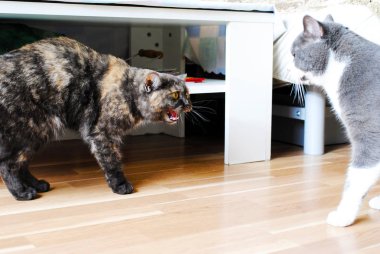 solma ışık kedi ve köpek