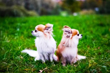 parlak ışıkta tavuk ve tavuk