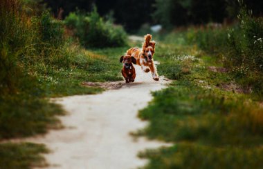 solan bir ışık ormanda kedi