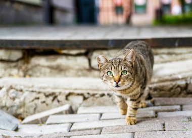 parlak ışıkta çit üzerinde kedi