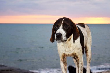 çok parlak ışık değil sahilde köpek