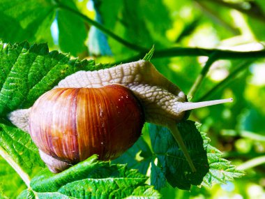 solma ışıkta yaprak üzerinde salyangoz