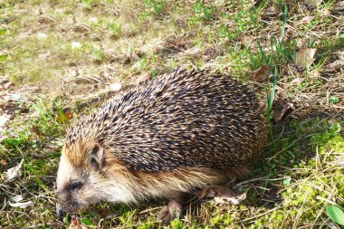 solma ışık çim kirpi