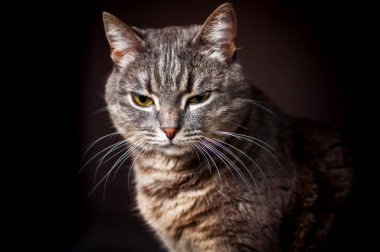 solma ışık siyah arka plan üzerinde kedi