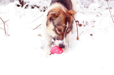 solan bir ışık beyaz köpek ve kedi
