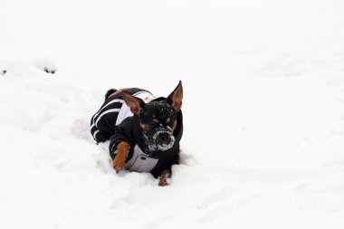 oldukça parlak bir ışıkkarda köpek