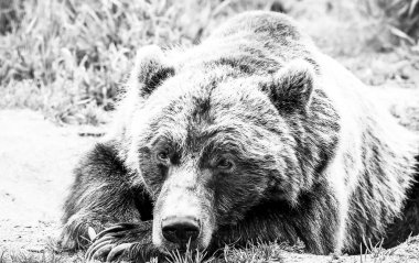 çok parlak ışık ta hayvanat bahçesinde kahverengi ayı