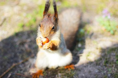 sincap çok parlak ışık fındık yeme