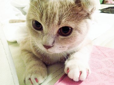 parlak ışık yeşil gözlü kedi