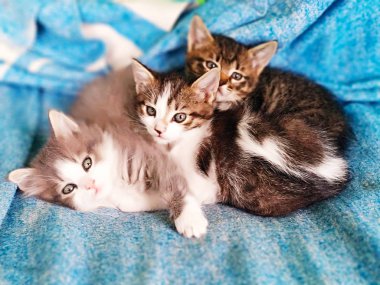 parlak ışıkta kedi ve kedi yavrusu