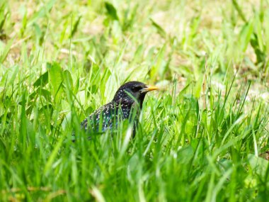 solan bir ışıkta çimenlerde kuş
