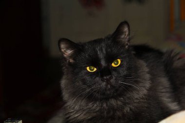 soluk ışıksiyah arka plan üzerinde kedi