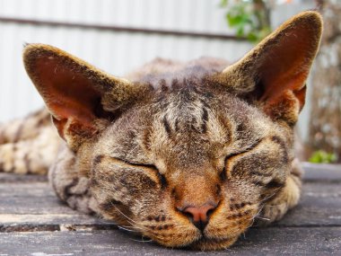 solan bir ışık ta hayvanat bahçesinde vaşak