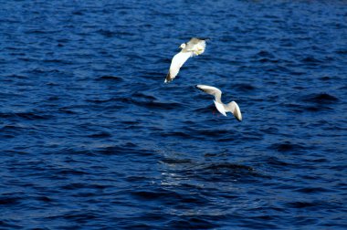 çok parlak olmayan ışıkta uçuş egret