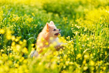 solan ışıkta civciv ve çiçek
