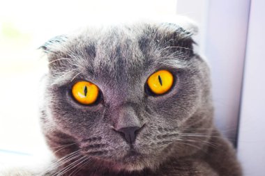 solma ışıkta bir kedi portresi