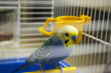 solan bir ışık bir kafeste papağan