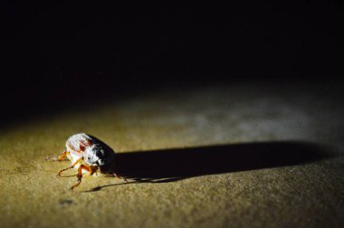 böcek yerde sürünür