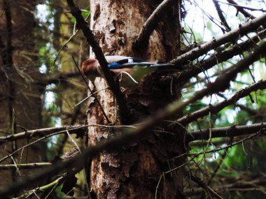 Ormanda bir dal üzerinde oturan mor mercimek