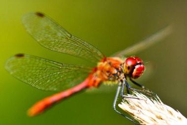 güzel kırmızı yusufçuk mısır kulakları üzerinde oturur